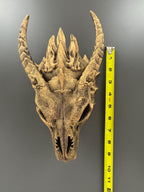 Dragon skull wall mount beside a tape measure showing its height