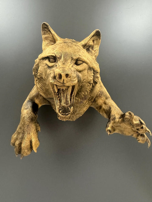 Front view of antique gold breaking-through wolf wall sculpture with snarling face and claws